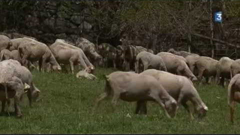 Attaque de loup à Saint-Colomban-des- Villards reportage FR3 (26-5-2017)