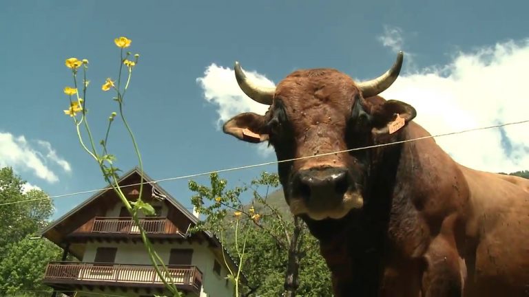 « La place du village » A.Maurino et Milus (12-06-2013)