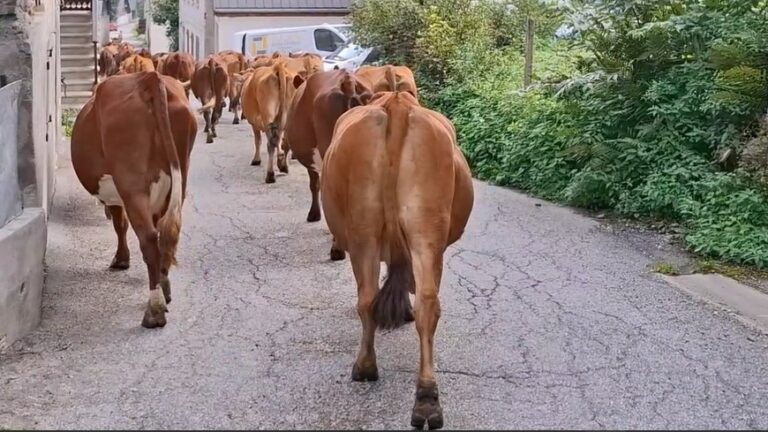 Adrien démontagne (11-9-2024)