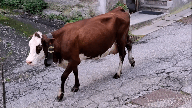 Adrien démontagne (19-09-2025)